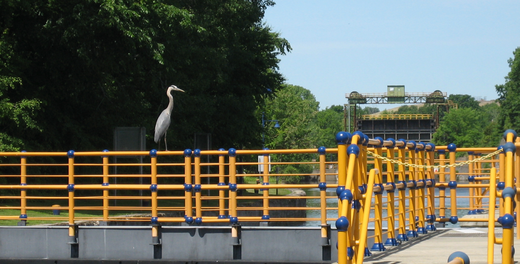 Heron on the Erie Canal at Lock 6 near Cohoes, NY