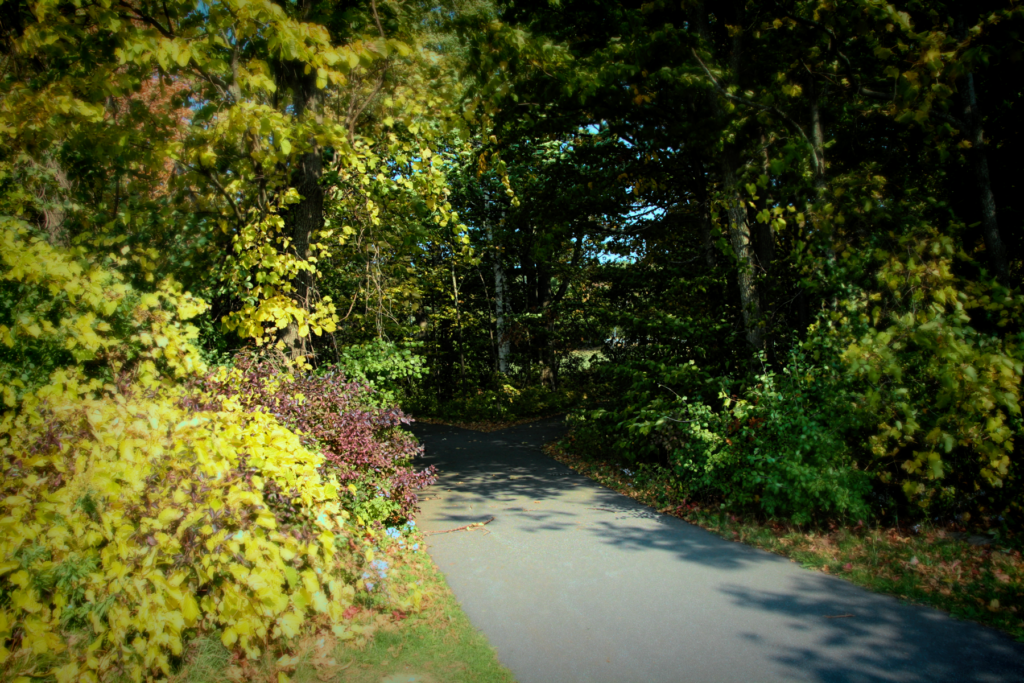 A fork in the path