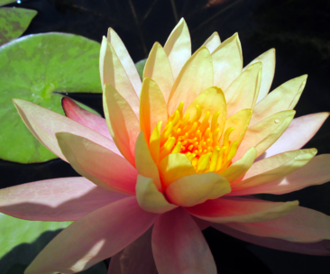 Flower on the pond