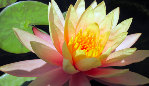 Flower On the Pond