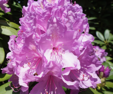 Blossom Up Close