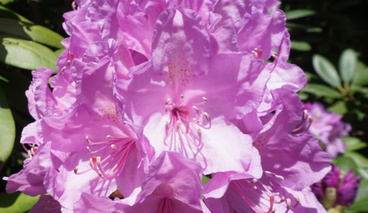 Blossom Up Close