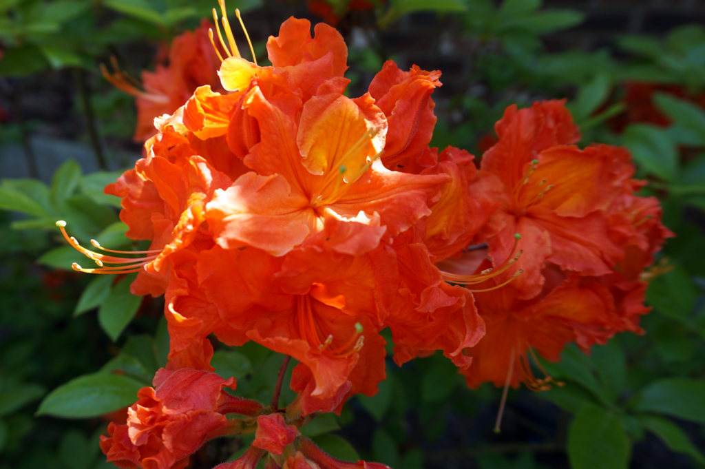 Orange is the new everything - azalea in bloom