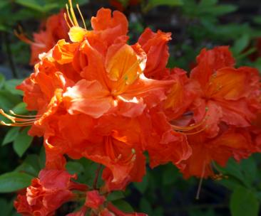 Orange is the new everything - azalea in bloom