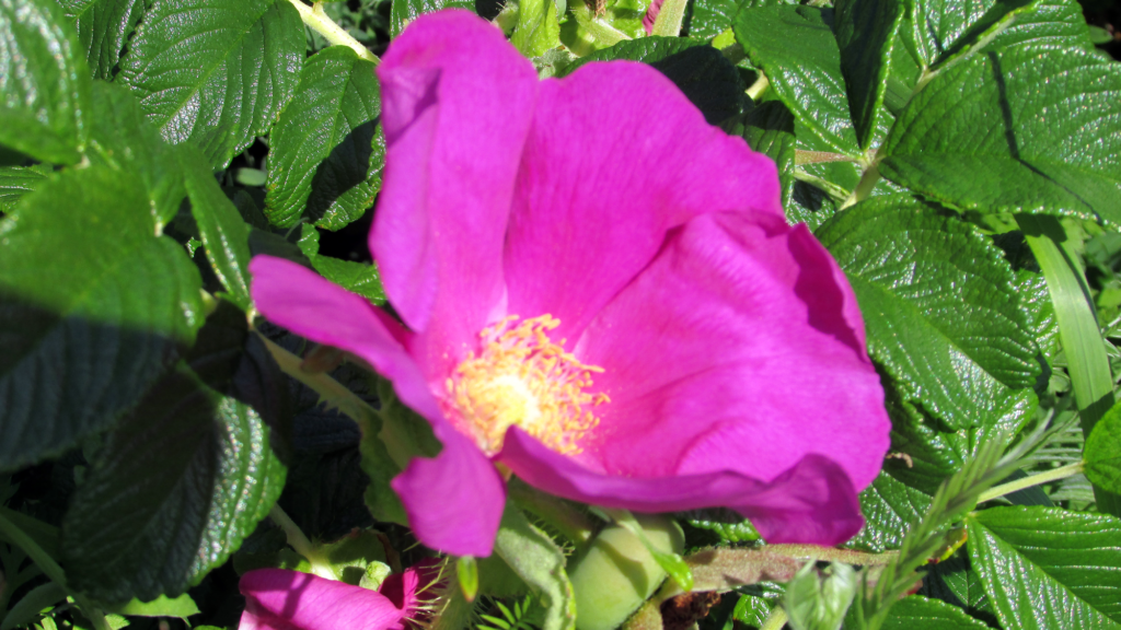 Wild Rose at Allens Pond