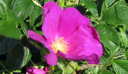 Wild Rose at Allens Pond